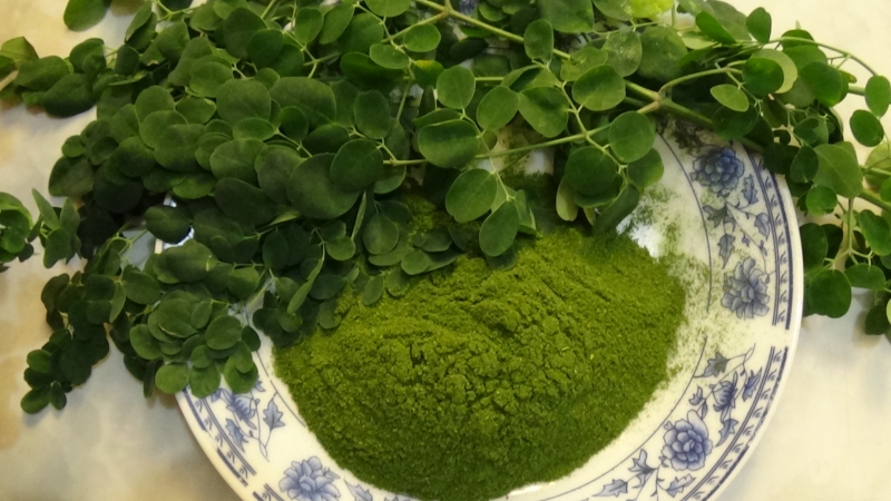 cách dùng bột lá chùm ngây cách dùng bột lá chùm ngây